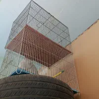 قفس