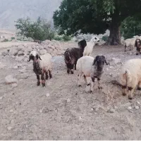 بره میش فروش فوری