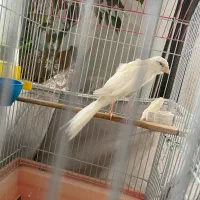 قناری نر کشیده سفید