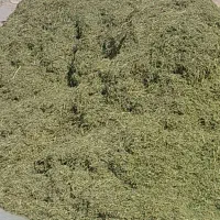 فروش یونجه درجه یک کوبیده شده و باکیفیت درجهرم