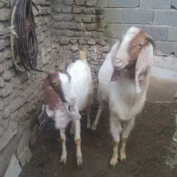 بز پاکستانی