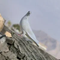 یجفت نرا ماده کله سبز پرش سنگین