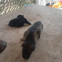 توله ژرمن شپرد بلک