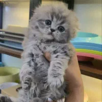 گربه اسکاتیش