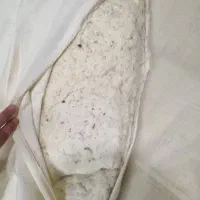 دوعدد تشک پنبه