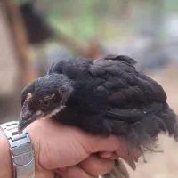 جوجه نیمچه 45روزه