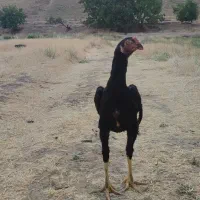 جوجه 5ماهه