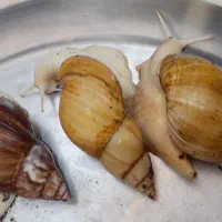 حلزون آشتیان