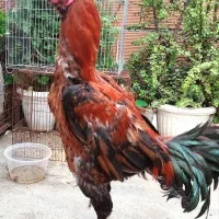 خروس لاری 4دونگ برای نسل کشی
