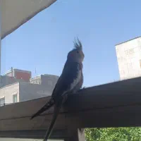 عروس هلندی