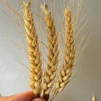 بذر گندم