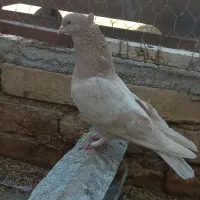 کبوتر ماده زرد