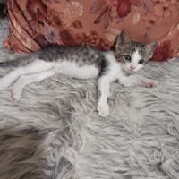 واگذاری گربه