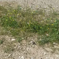 فروش زمین مسکونی 9دی