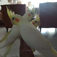 عروس هلندی نر و ماده