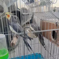 عروس مولد با قفس و لونه