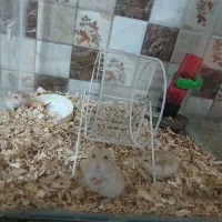 همستر با آکواریوم