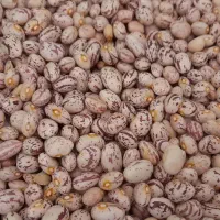 لوبیا چیتی