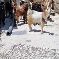 بُز،گوسفند