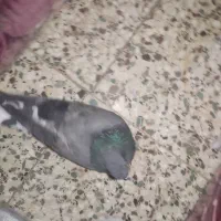 کبوتر ماده
