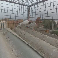 سار کاکل