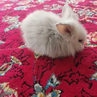 خرگوش لوپ هلندی