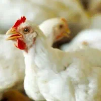 مرغ گوشتی زنده خانگی فروشی