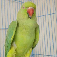 طوطی ملنگو ماده