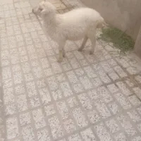 بره