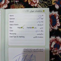 پامرروباهی