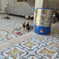 فروش مرغ عربی