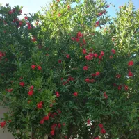 تیلر وعلف زنی