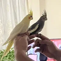 2عدد جوجه عروس هلندی سفید خاکستری تازه ب دون افتاد