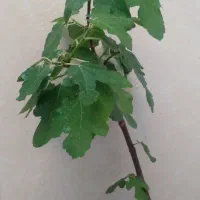نهال انجیر سیاه