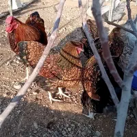 مرغ وخروس ویاندوت جی اس جی و اورنج