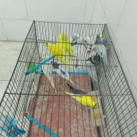 مرغ عشق بالغ