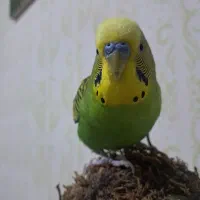 یک جفت مرغ عشق