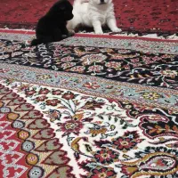 پامرین واگذاری