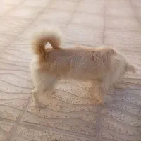 فوری سگ ماده شیتزو فقط 1/500