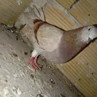 کفتر ماده آس