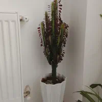 این گل بزرگ به فروش میرسد