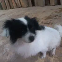 سگ خارجی باهوش و نگهبان