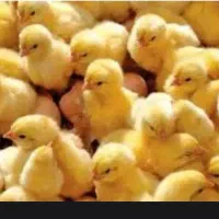 جوجه لاری فروشی یکی هست