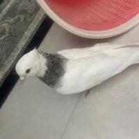 کبوتر طوقی