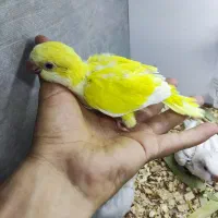 راهب در انواع رنگ کاسکو کاکادو گرینچیک سرلاکی