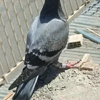 ک.بوتر...