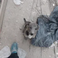 توله سرابی
