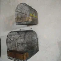 قفس سهره و سهره قناری