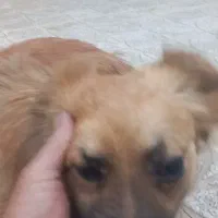 سگ دست آموز