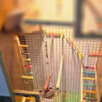 قفس عروس هلندی